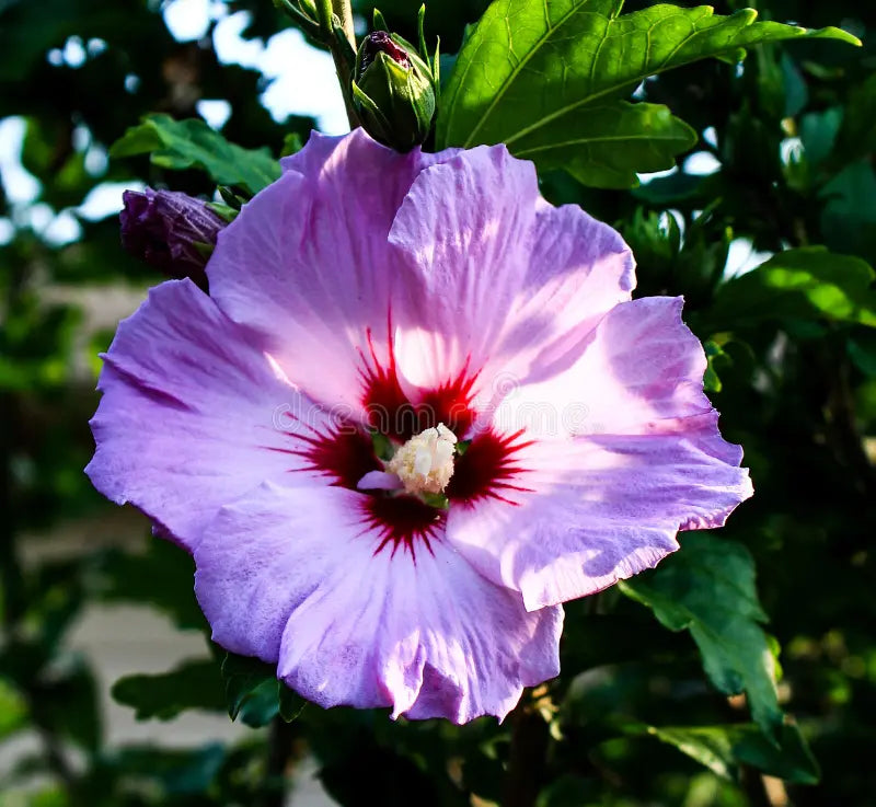 Green Purple Hibiscus Flower seeds for Planting - Shade Tolerant, Heirloom & GMO Free Seeds for Home Garden