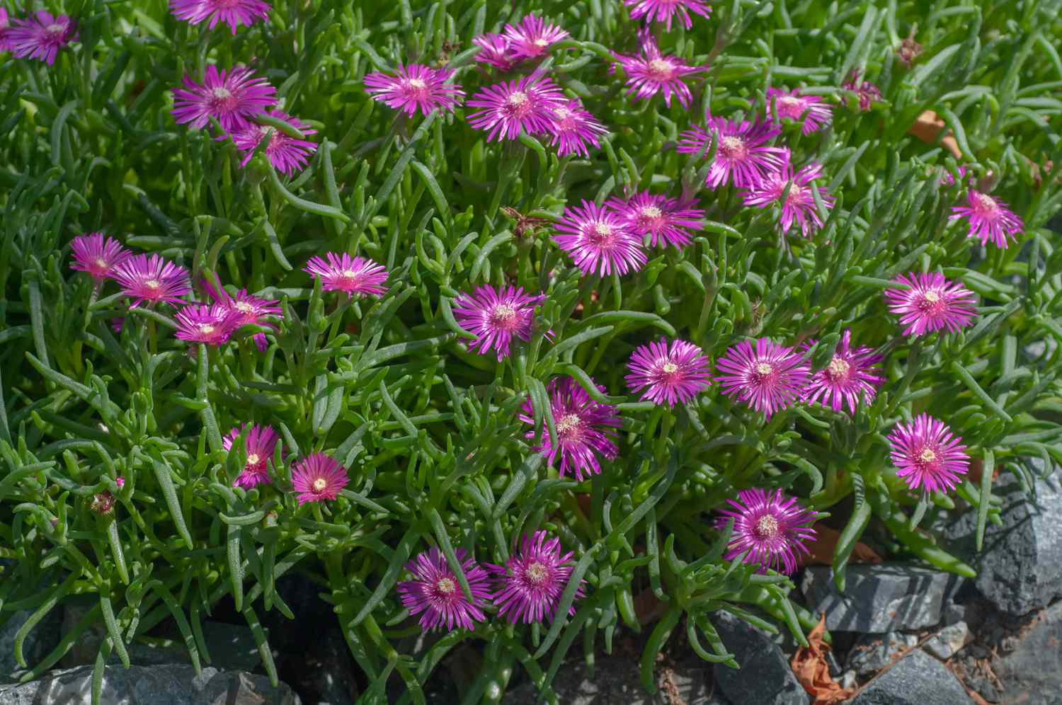 Purple Ice Flower seeds for Planting - Easy to Grow, Heirloom & GMO Free Seeds for Home Garden