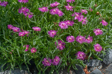 Purple Ice Flower seeds for Planting - Easy to Grow, Heirloom & GMO Free Seeds for Home Garden