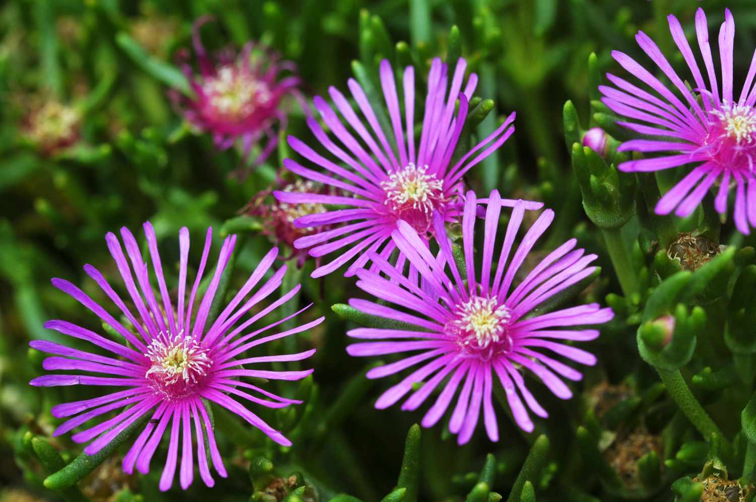 Purple Delosperma Flower seeds for Planting - Bright Blooms, Heirloom & GMO Free Seeds for Home Garden