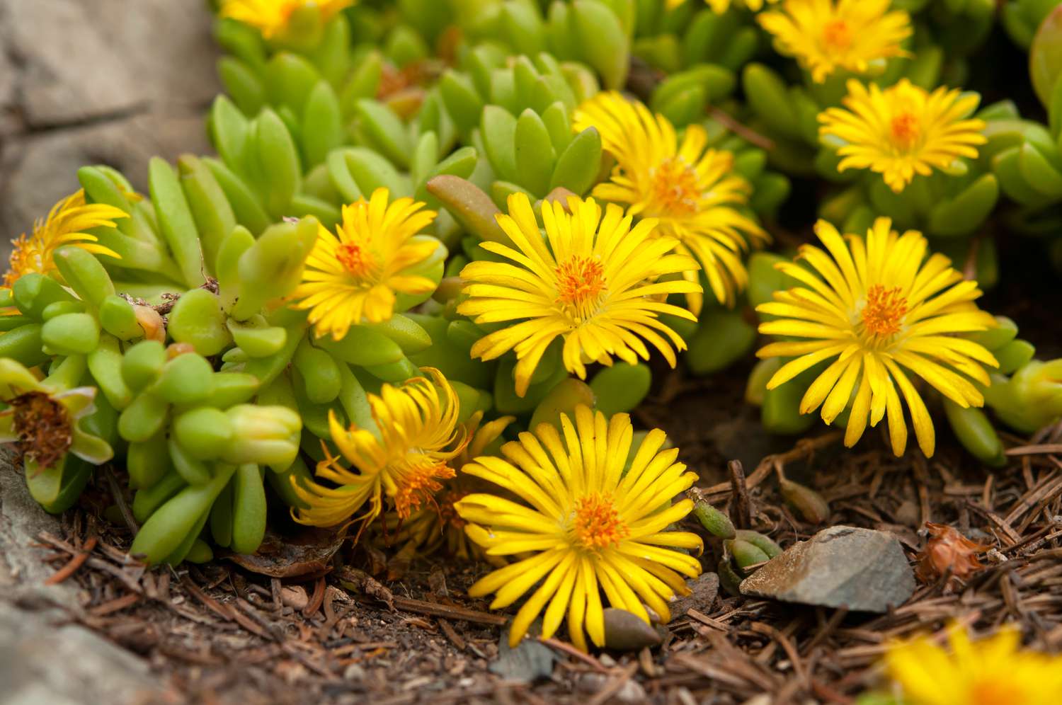 Yellow Delosperma Nubigenum or Ice Plant Flower seeds for Planting - Cottage Garden Essential, Heirloom & GMO Free Seeds