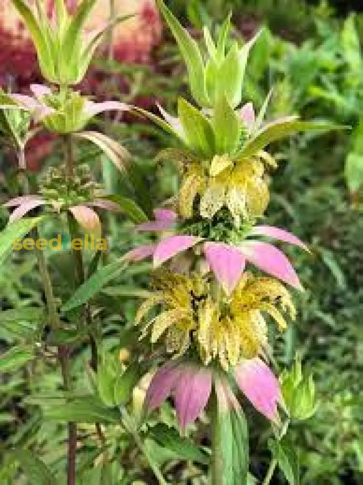Purple Monarda Punctata Seeds For Planting  Vibrant Perennial Blooms Flower