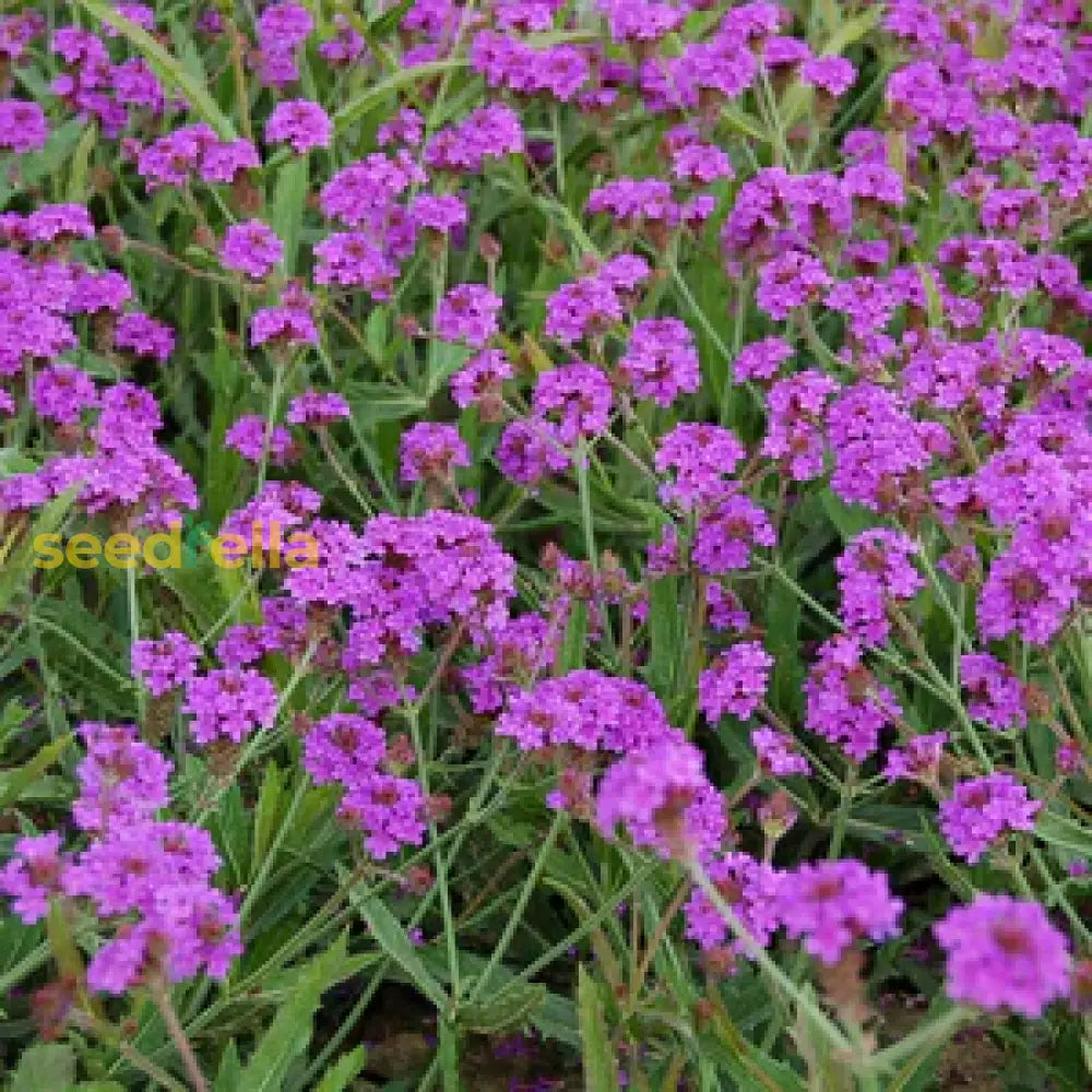 Purple Moss Verbena Seeds For Planting - Stunning Garden Ground Cover Flower
