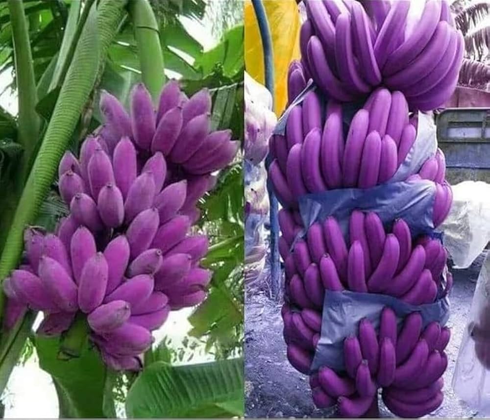 Purple Musa Banana Seeds for Planting Non-GMO