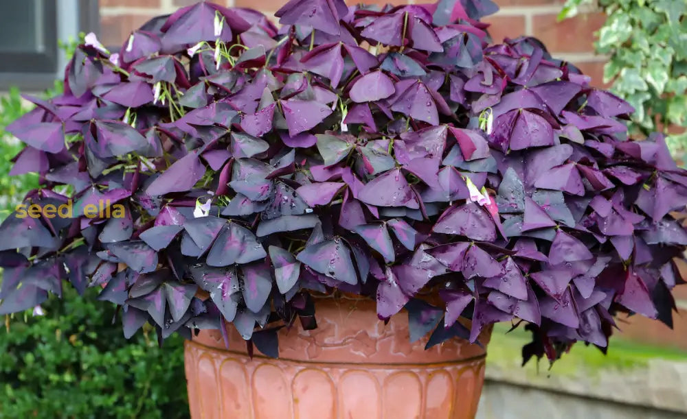 Purple Oxalis Stricta Seeds For Planting - Vibrant Perennial Plant Seeds