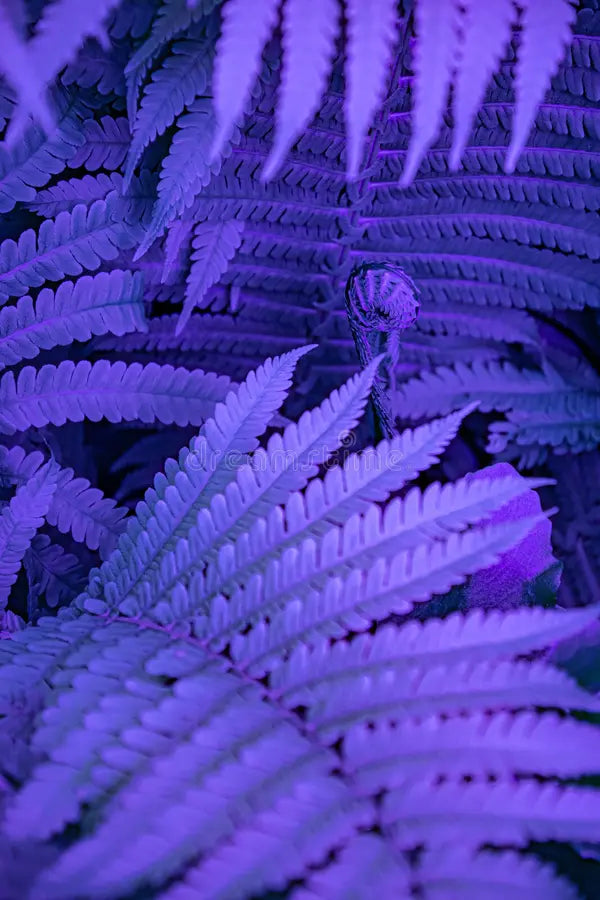 Purple Fern Pteridophyta for Planting heirloom & Non GMO Seeds Vibrant Colors 
 
 Sale