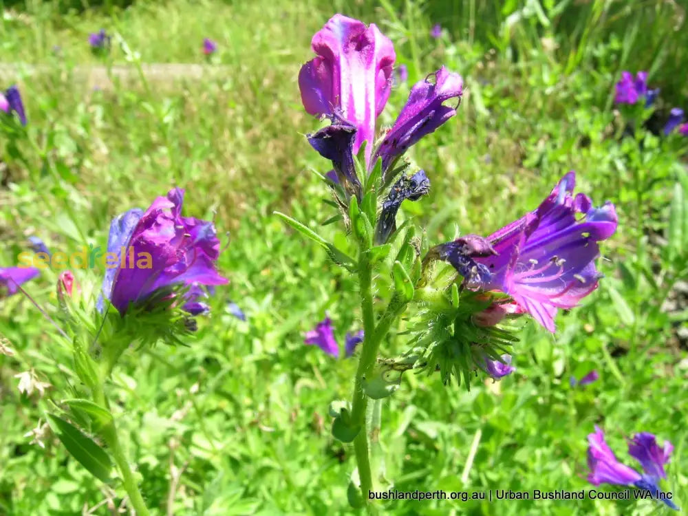 Purple Pattersons Curse Flower Seeds For Easy Planting