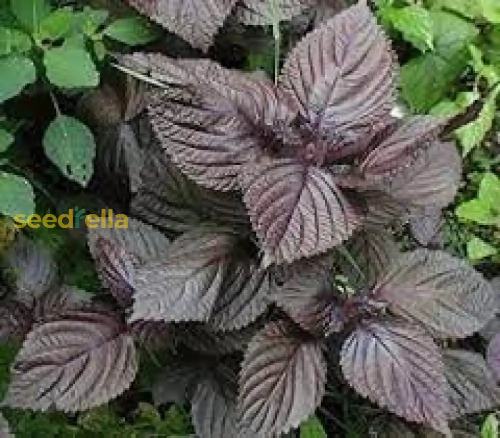 Purple Perilla Mint Seeds For Planting: Aromatic Herb Your Garden Plant Seeds