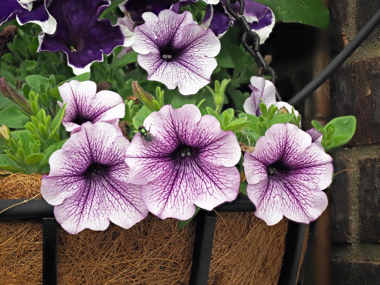 Violet Petunia Hanging Flower Seeds for Planting – Heirloom NONGMO Easy to Grow Garden Blooms 
 
 Sale
