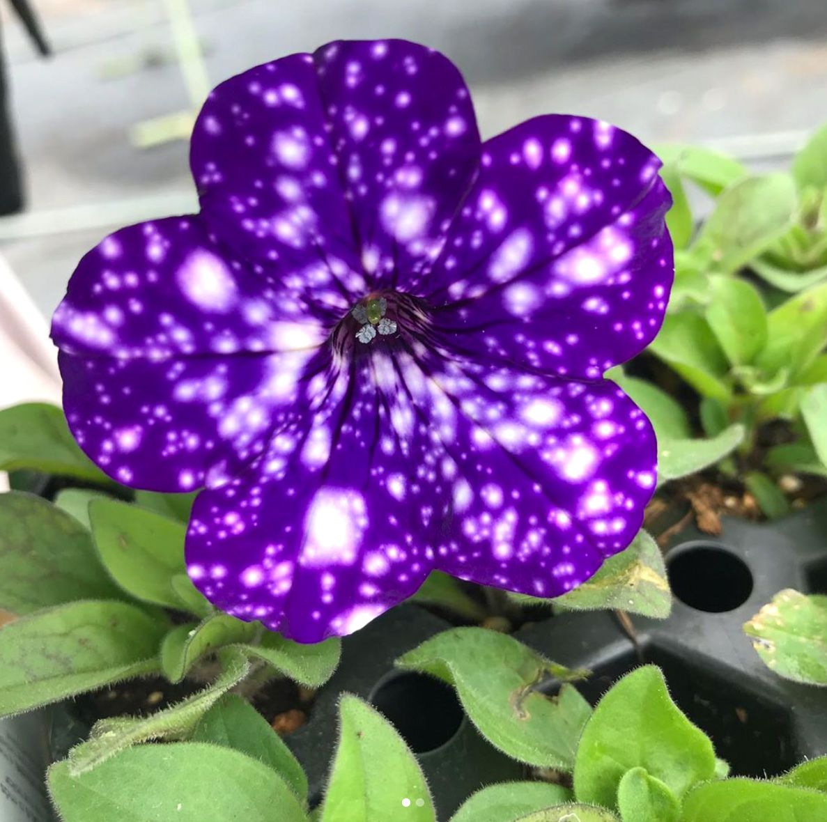 Dark Violet Starry Petunia Flower Seeds for Planting Heirloom NONGMO Seeds for Garden Blooms 
 
 Sale