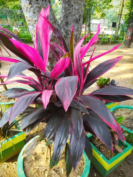 Red Cordyline Rubra Flower seeds for Planting - Bright Blooms, Heirloom & GMO Free Seeds for Home Garden