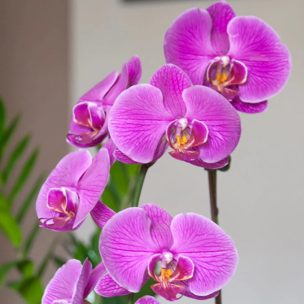 Pink Red Phalaenopsis Orchid Flower seeds for Planting Fragrant Blossoms Heirloom & GMO Free Seeds for Home Garden