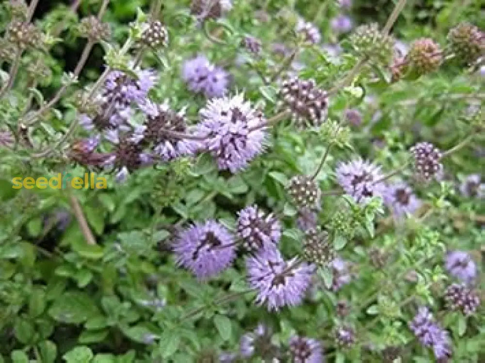 Purple Pulegium Flower Seeds For Planting - Vibrant Annual Blooms