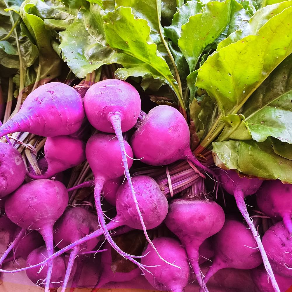 Purple radish seeds for planting in home gardens