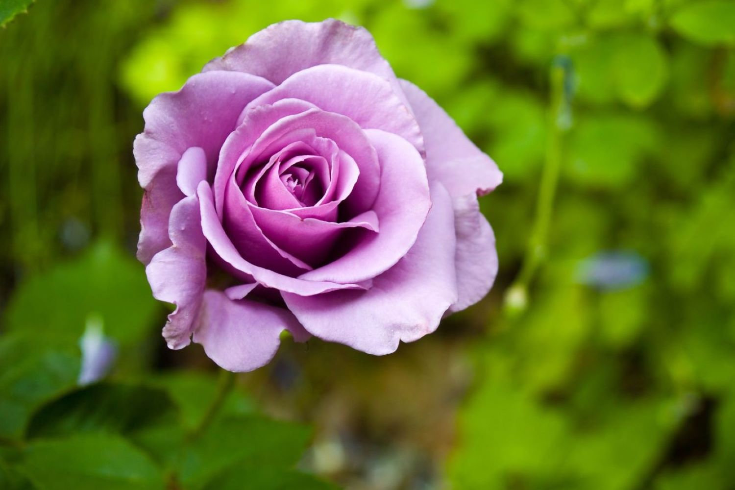 Light Purple Rose Flower Seeds for Planting Fragrant Blossoms Heirloom & GMO Free Seeds for Home Garden
 
 Sale