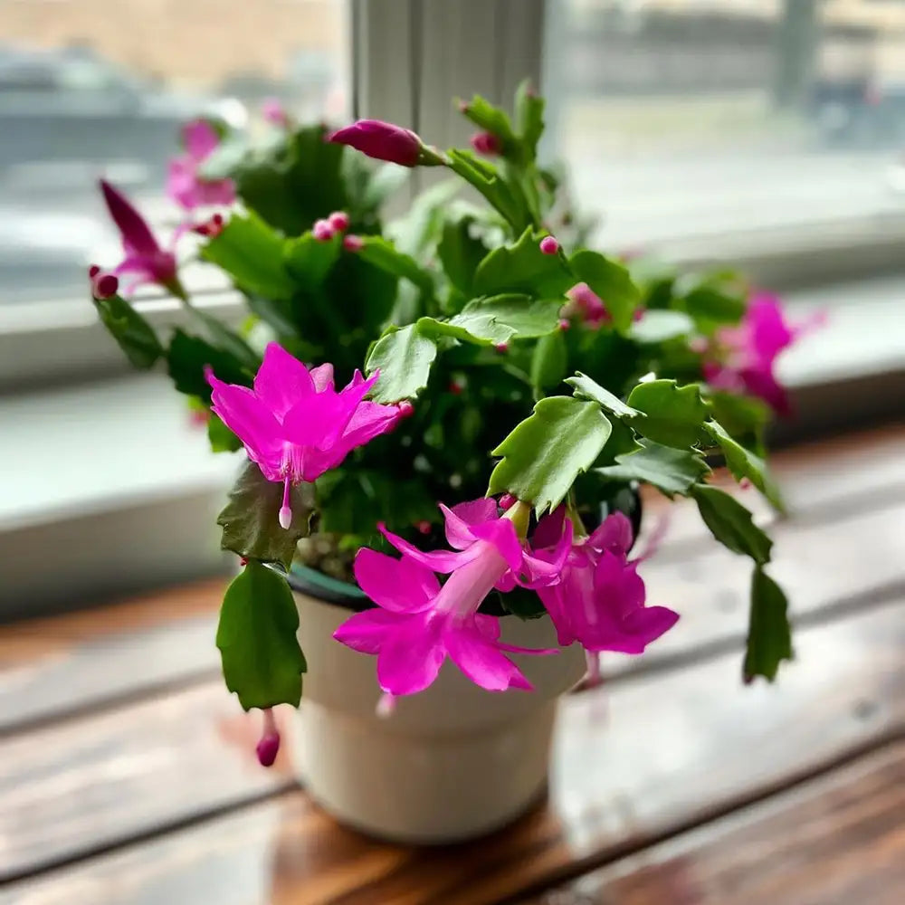 Purple Schlumbergera Flower Seeds for Planting