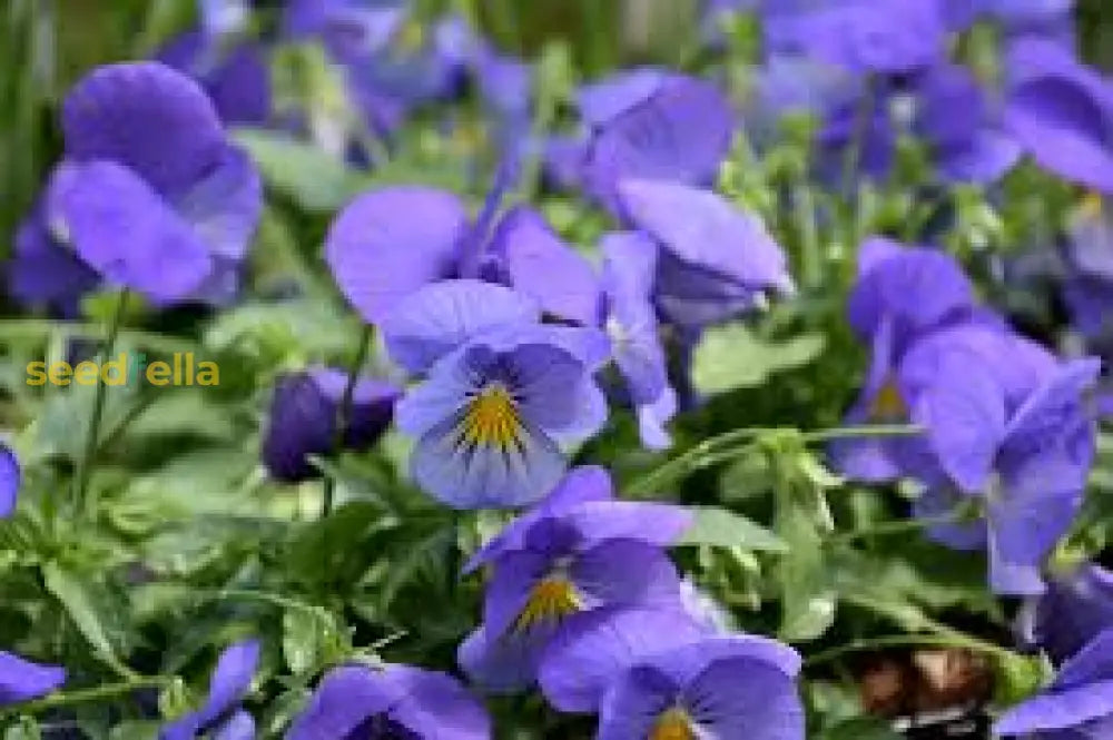 Purple Wavy Viola Planting Seeds For Fall & Spring Gardens Flower