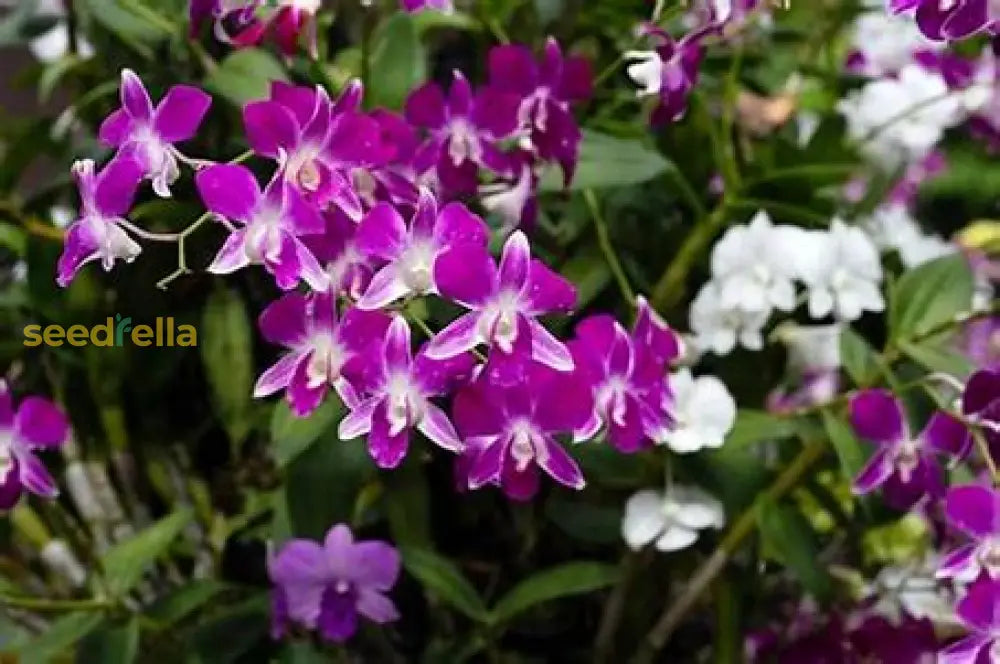 Purple & White Bell Orchid Seeds For Planting Flower Garden Plant Seeds