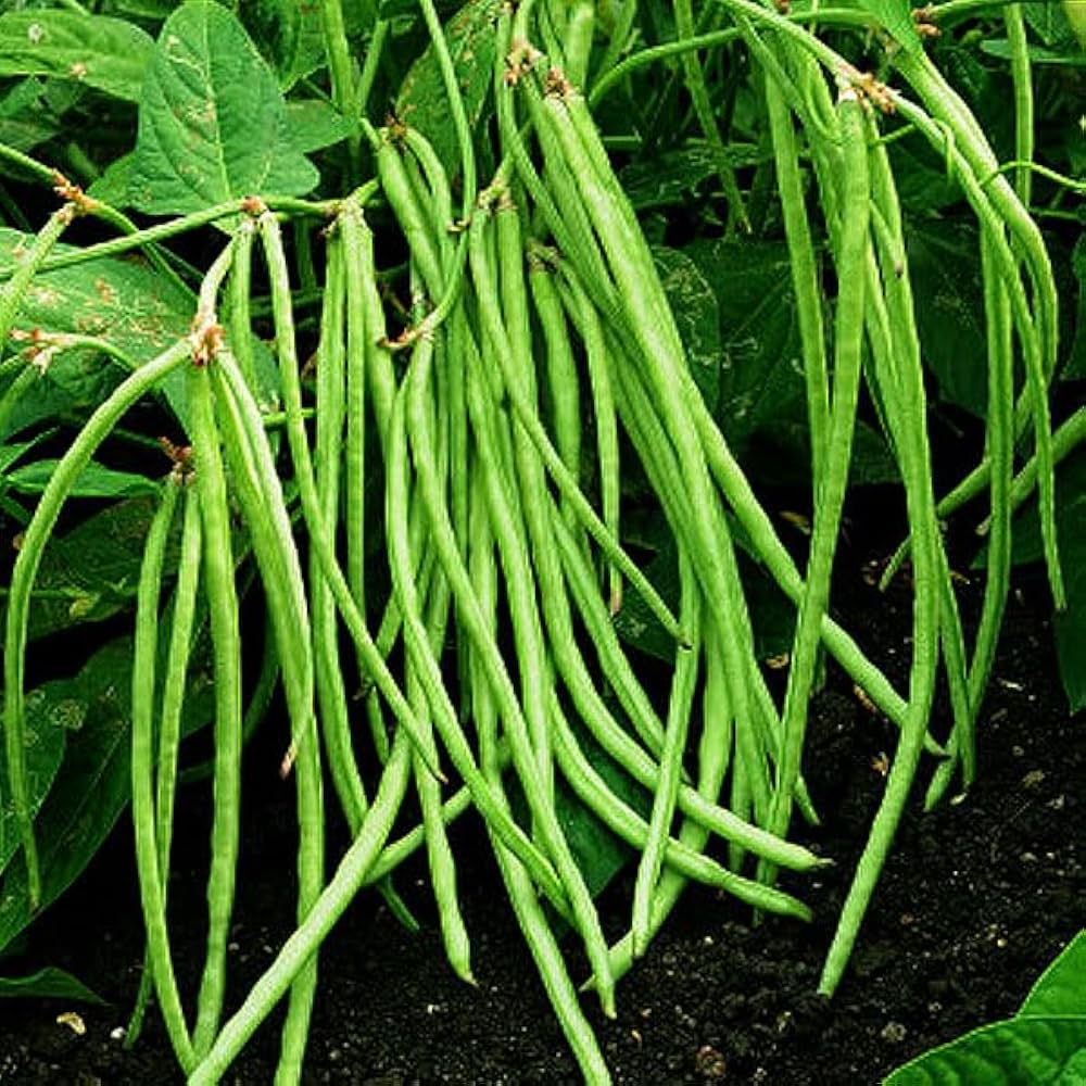 Purple Hull Pea Seeds – Classic Southern Heirloom Cowpea Variety