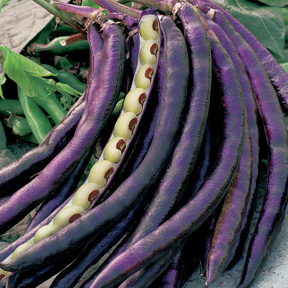 Purple Hull Pea Seeds – Classic Southern Heirloom Cowpea Variety