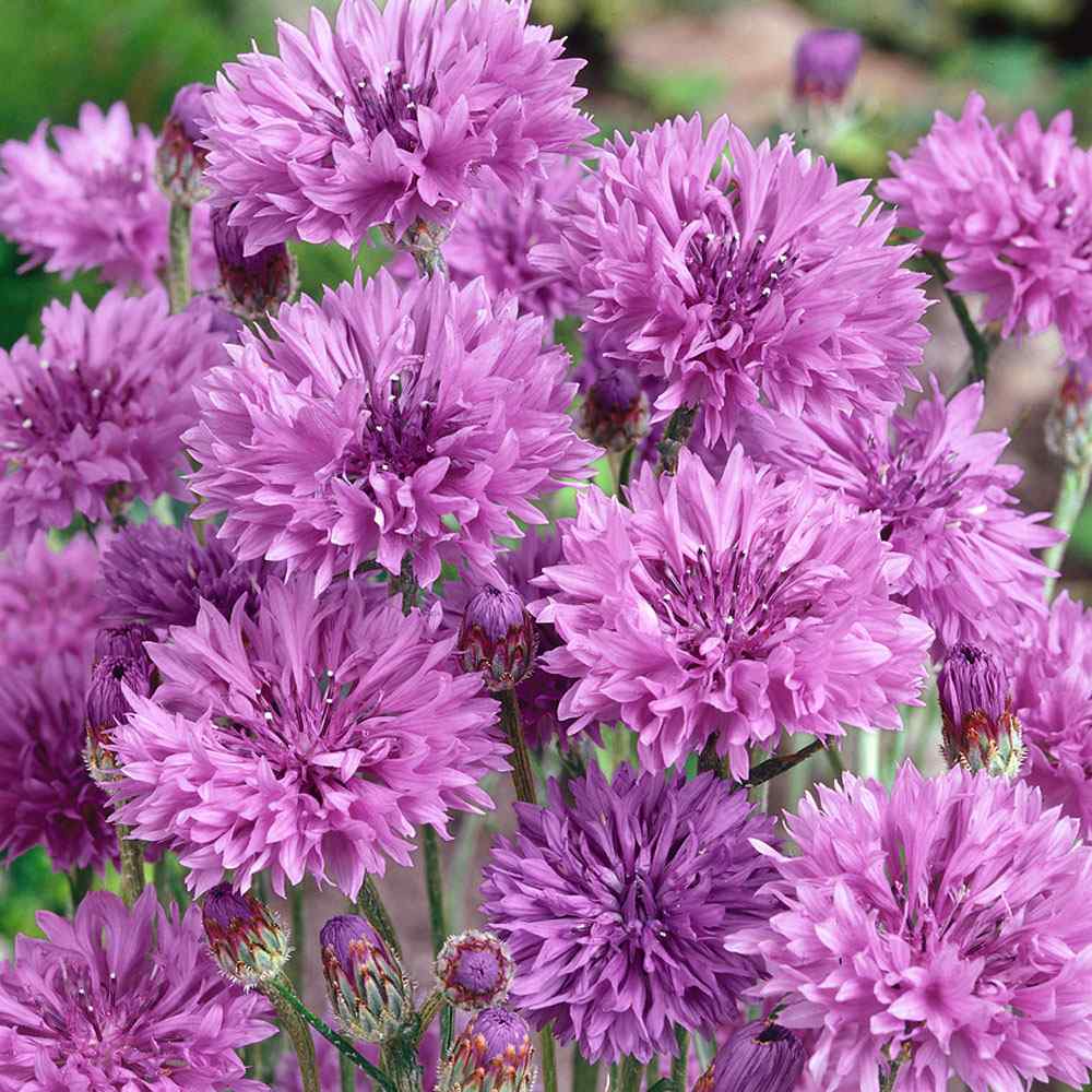 Purple Centaurea Flower seeds for Planting - Shade Tolerant, Heirloom & GMO Free Seeds for Home Garden