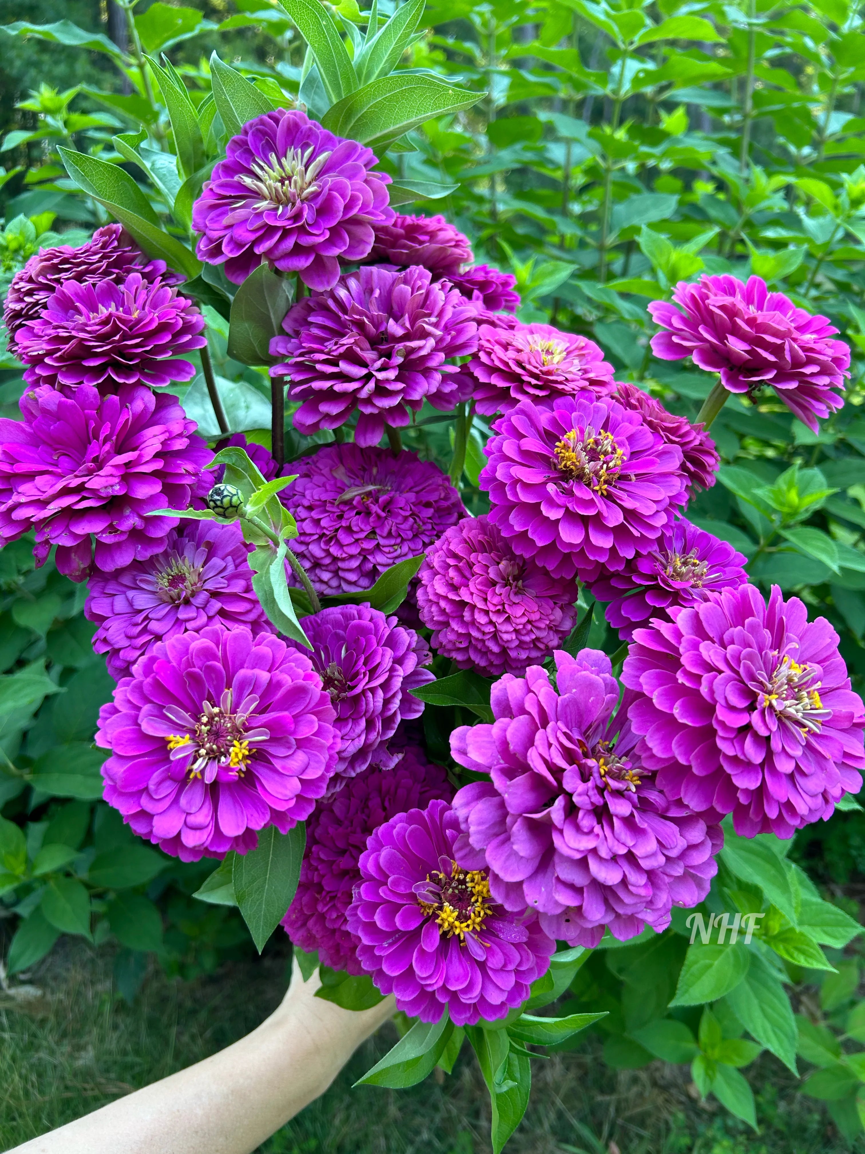Zinnia Flower seeds for Planting - Seasonal Bloomer, Heirloom & GMO Free Seeds for Home Garden