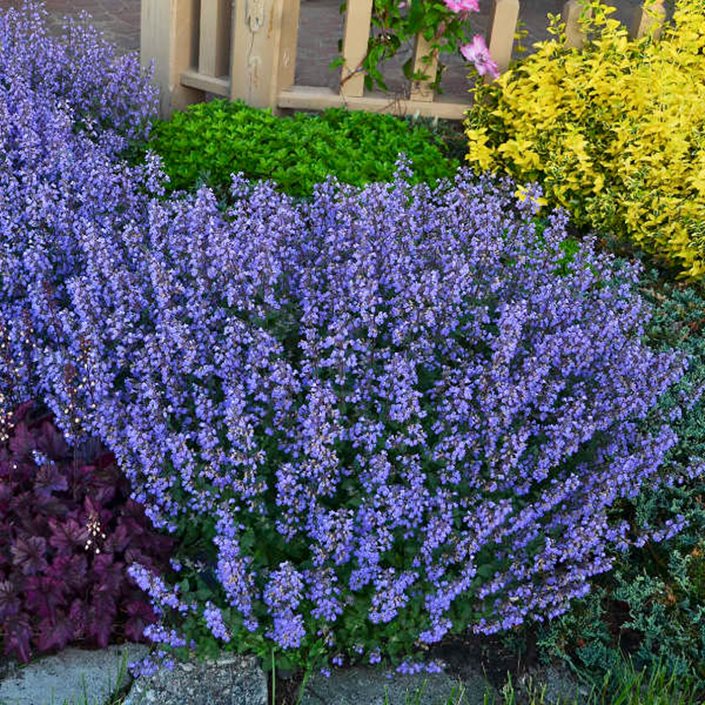 Persian Catmint Flower seeds for Planting Fragrant Blossoms Heirloom & GMO Free Seeds for Home Garden