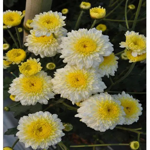 Yellow White Chrysanthemum Flower seeds for Planting - Hardy Variety, Heirloom & GMO Free Seeds for Home Garden