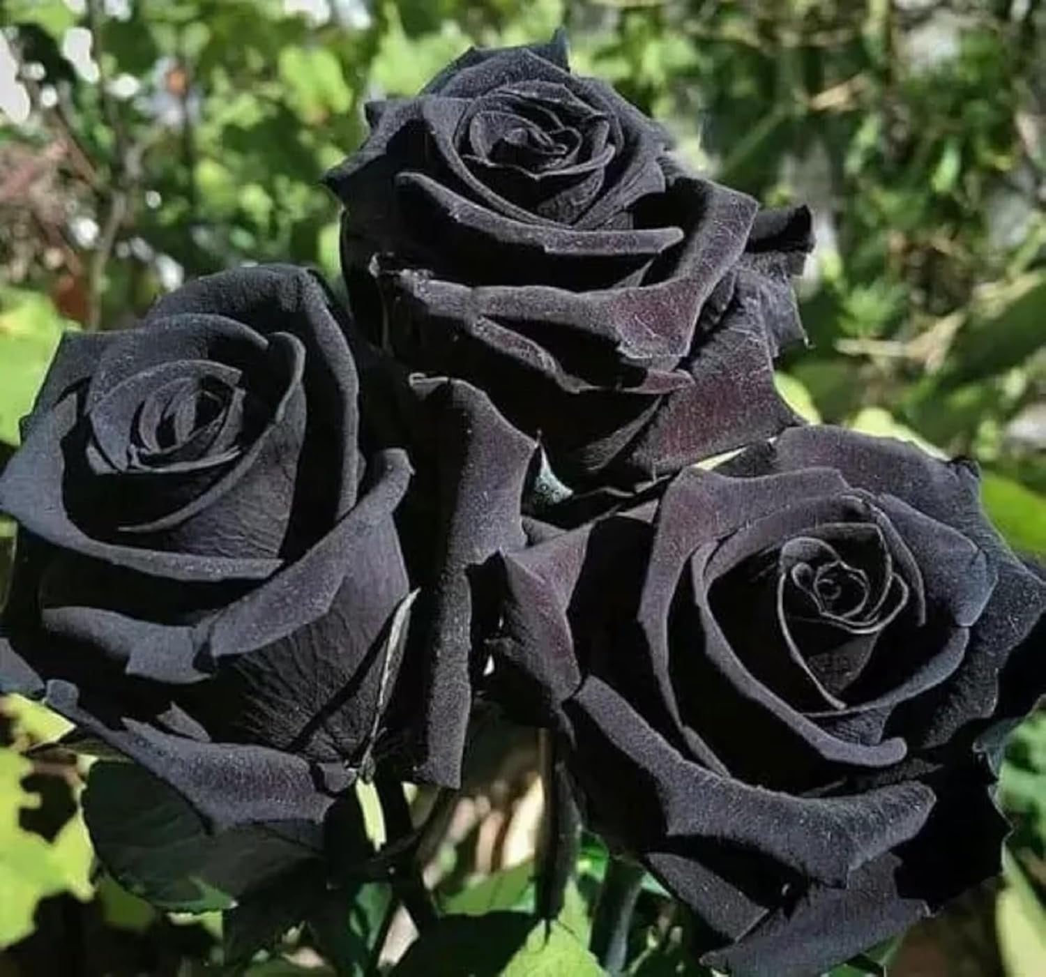 Black Rare Rose Flower Seeds for Planting Cut Flower Favorite Heirloom & GMO Free Seeds for Home Garden
 
 Sale