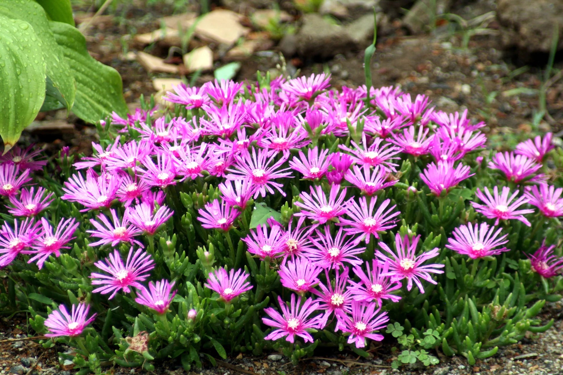 Pink Crownvetch Flower seeds for Planting - Cottage Garden Essential, Heirloom & GMO Free Seeds for Home Garden