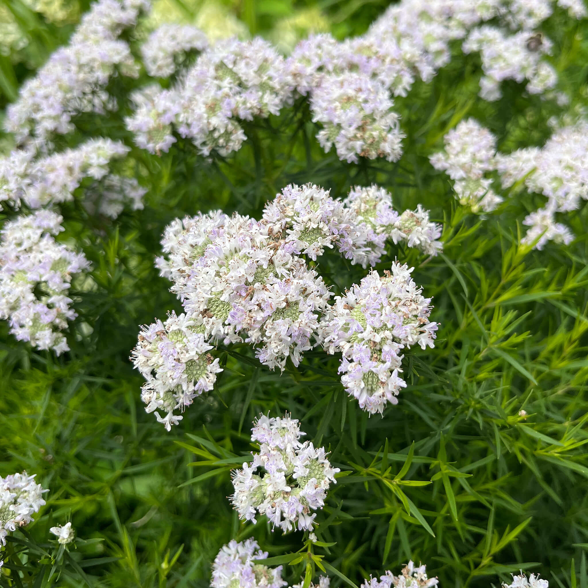 White Mountain Mint Flower seeds for Planting - Drought Tolerant, Heirloom & GMO Free Seeds for Home Garden