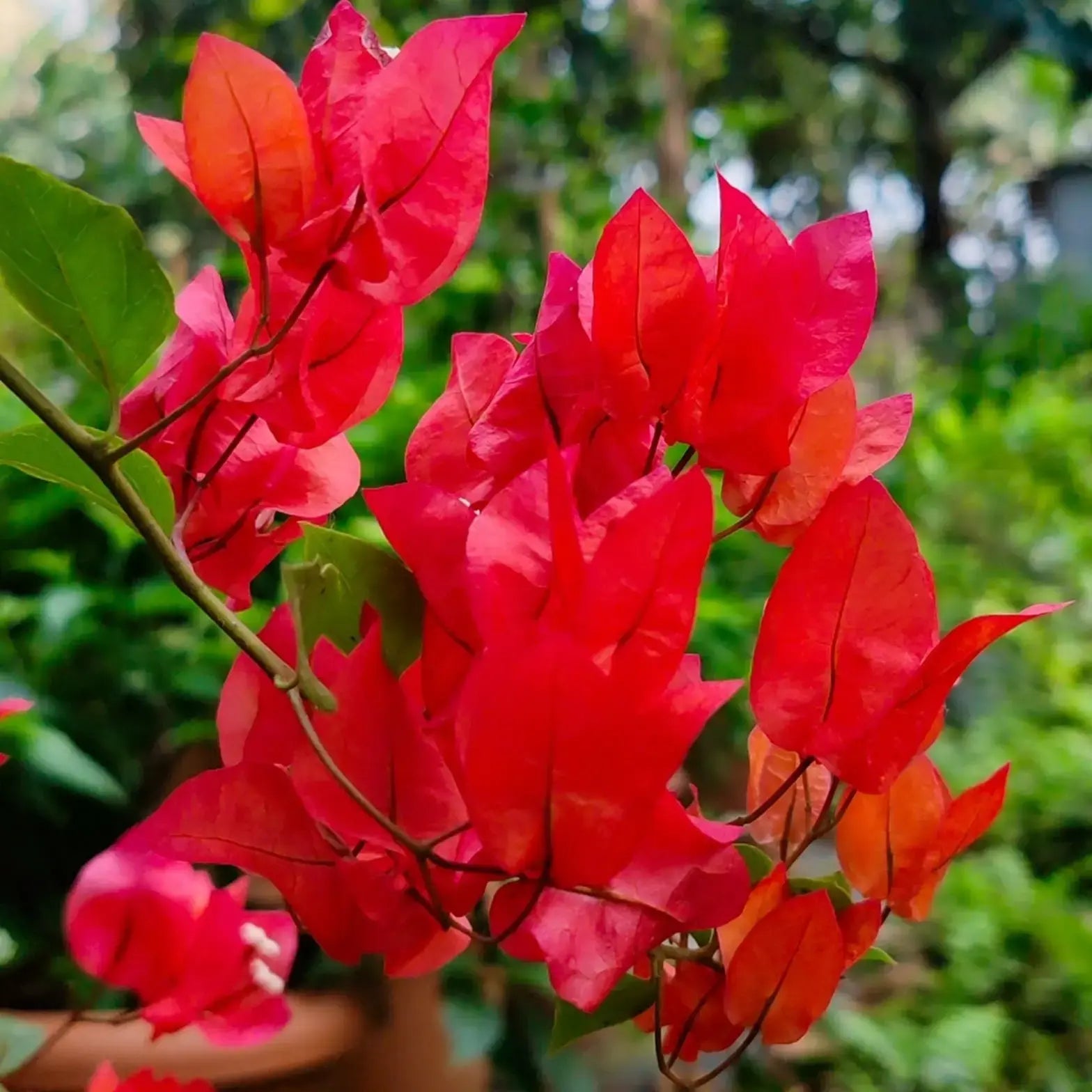 Buganvilla Flower seeds for Planting - Easy to Grow, Heirloom & GMO Free Seeds for Home Garden
