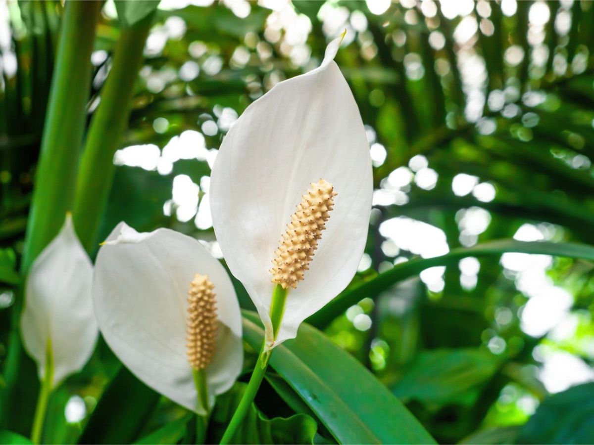 Spathiphyllum Peace Lily Seeds For Easy Planting Flower