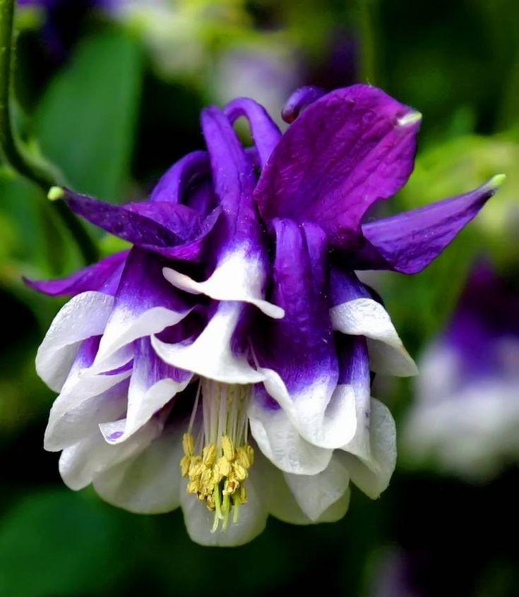 White Violet Aquilegia Flower seeds for Planting - Premium Quality, Heirloom & GMO Free Seeds for Home Garden