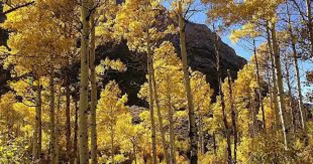 Quaking Aspen Tree Seeds For Planting  Grow Beautiful Trees Plant Seeds