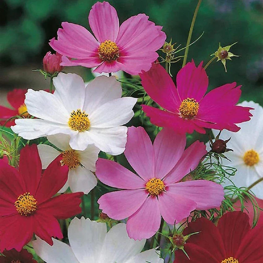 Quercifolia Mixed Seeds For Planting