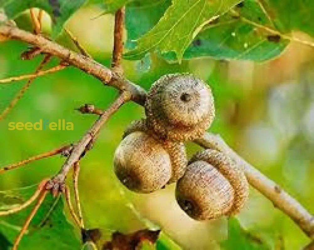 Quercus Tree Seeds - Ideal For Planting Majestic Oaks Plant Seeds