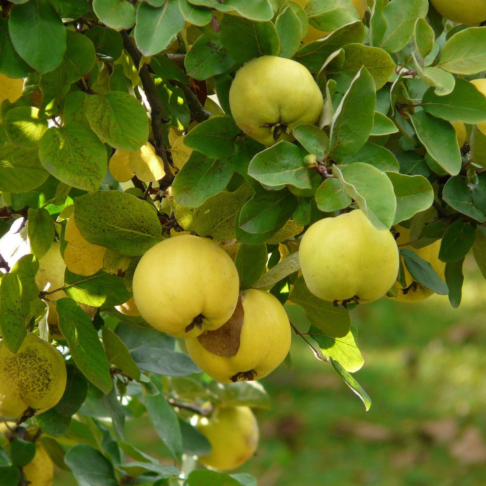 Yellow Quince Seeds for Planting  Grow Your Own Fruit - Evergrowseeds