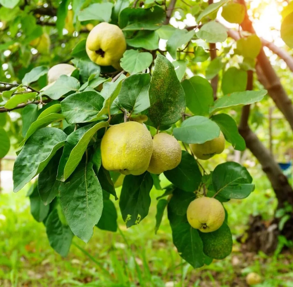 Yellow Cydonia Pome Fruit Seeds Planting Exotic