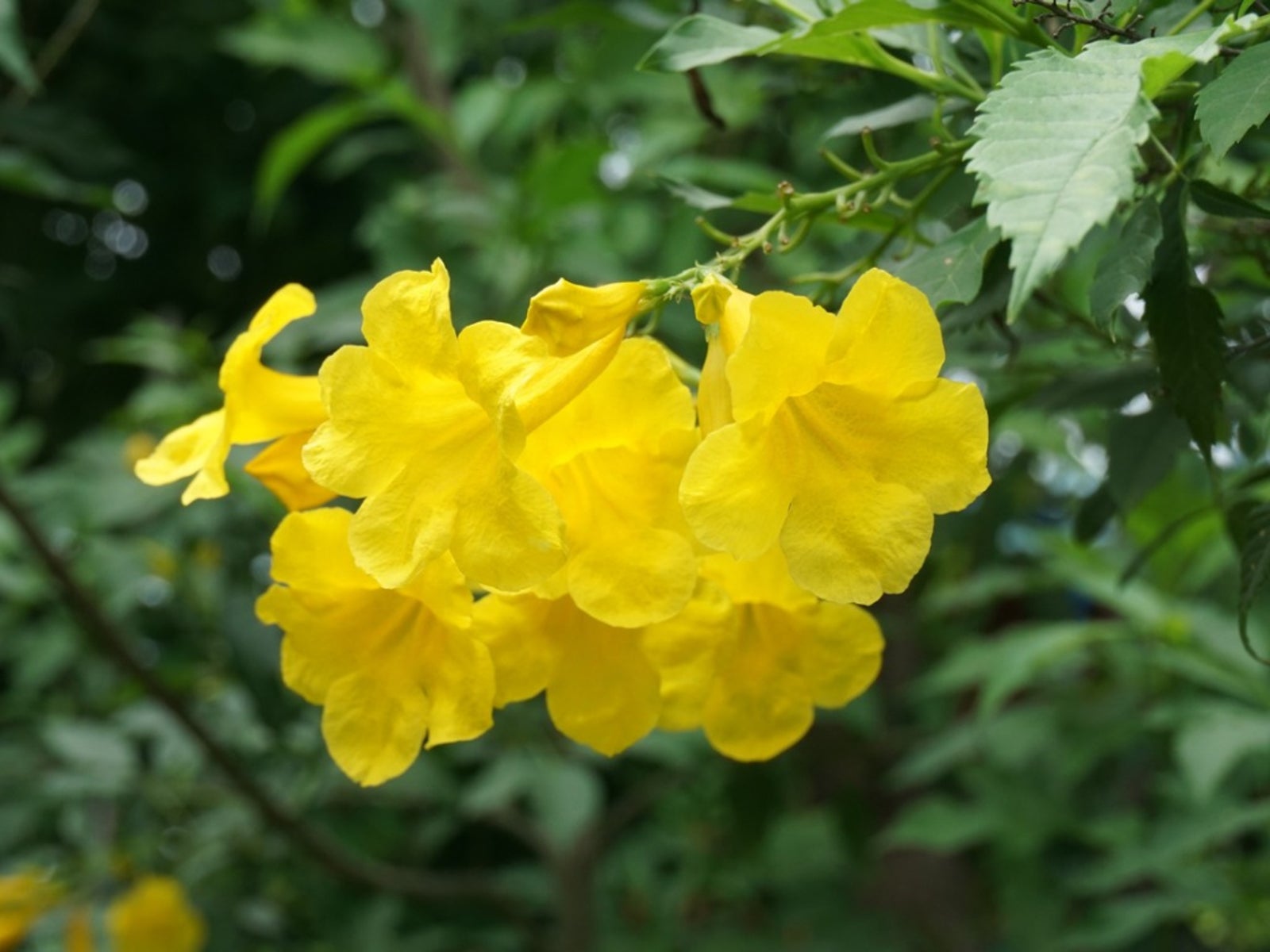Esperanza Flower seeds for Planting - Vibrant Colors, Heirloom & GMO Free Seeds for Home Garden