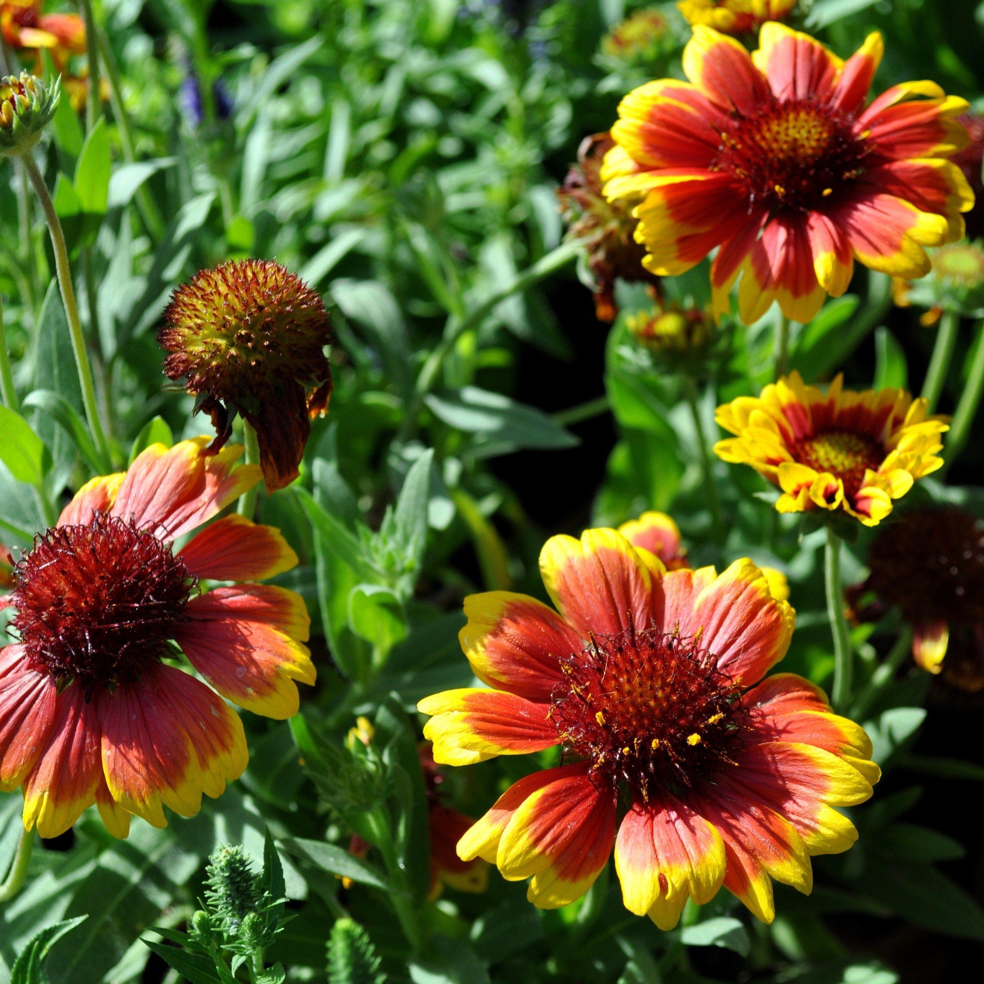 Yellow and Red Arizona Flower Seeds for Planting