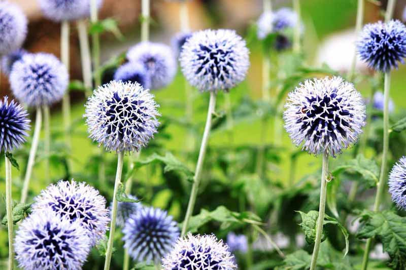 Blue Echinops Ritro Flower seeds for Planting - Premium Quality, Heirloom & GMO Free Seeds for Home Garden Sale