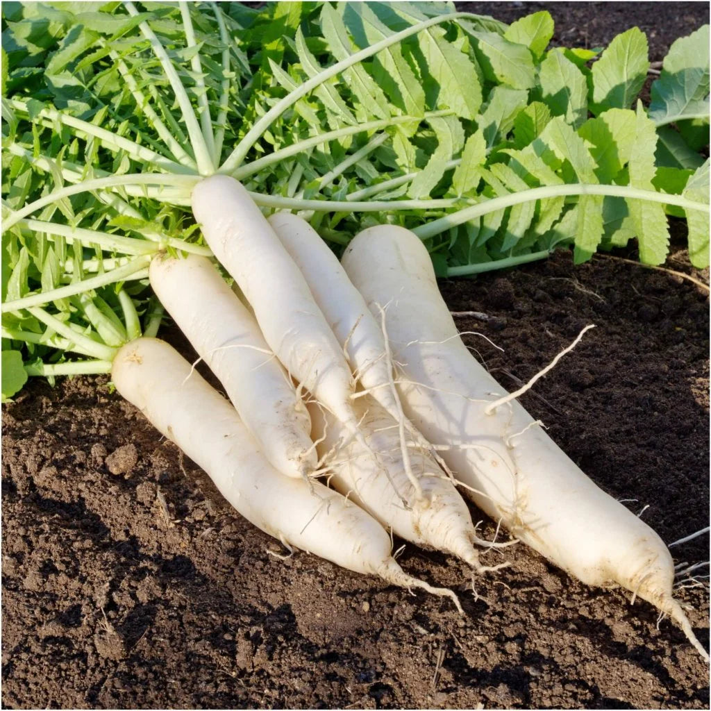 White Radish Seeds for Vegetable Planting