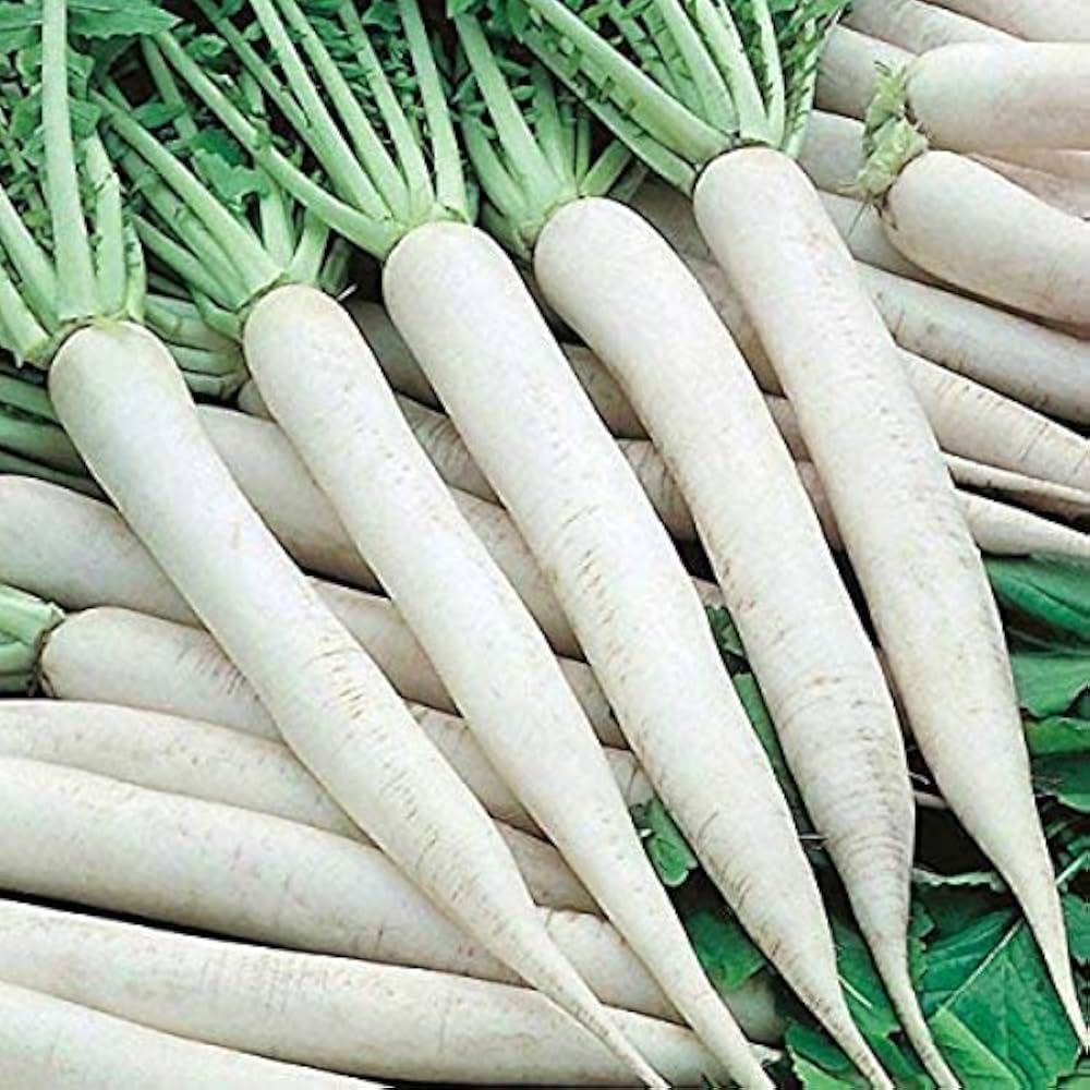 Radish seeds for planting in home vegetable gardens