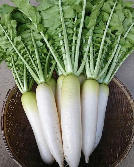 Radish Seeds for Planting  Grow Your Own Vegetables