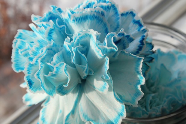 Sky (Sky Blue) seeds for planting in home garden
