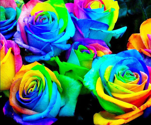Green MultiColor Rose Flower Seeds for Planting Low Maintenance Heirloom & GMO Free Seeds for Home Garden
 
 Sale
