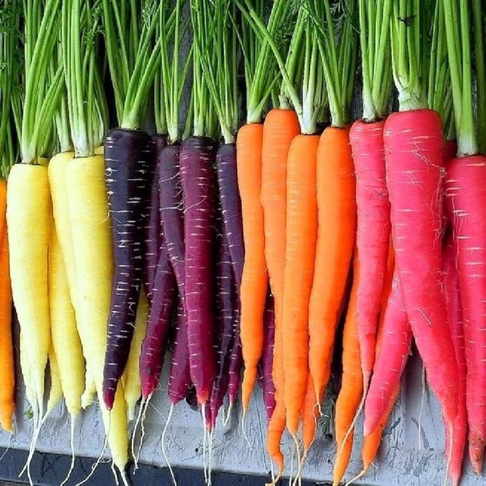 Carrot Plant Seeds – Easy to Grow Organic Variety for Kitchen Gardens