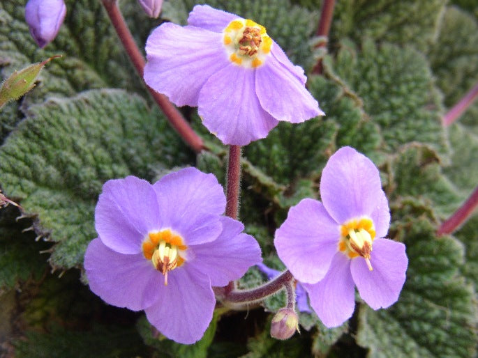 Ramonda Myconi Flower seeds for Planting - Low Maintenance, Heirloom & GMO Free Seeds for Home Garden