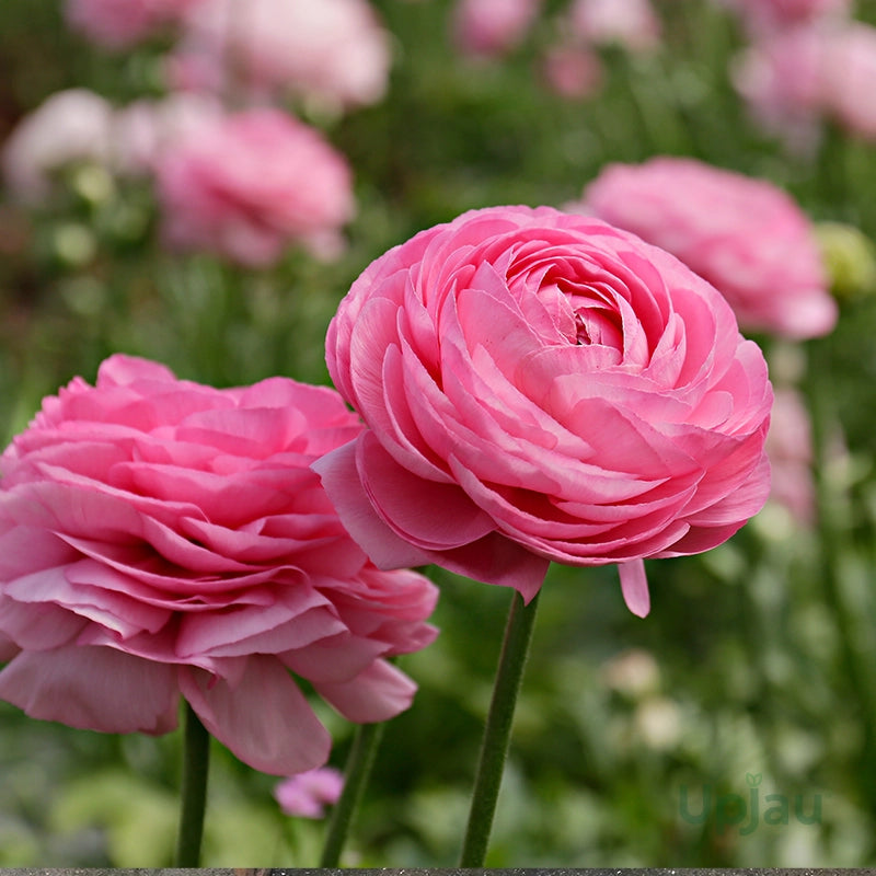 Light Pink Ranunculus Flower seeds for Planting - Pollinator Friendly, Heirloom & GMO Free Seeds for Home Garden